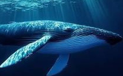Sinh vật lớn nhất trên trái đất, có lưỡi nặng bằng một con voi