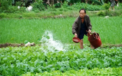 3 loại rau củ mùa lạnh "không thuốc trừ sâu, không hóa chất" lại giàu dinh dưỡng, tốt cho sức khỏe