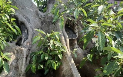 Biến cây dại thành bonsai, khách gạ đổi Toyota Camry chủ nhân vẫn lắc đầu