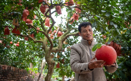 Một loại quả bị đồn "sơn màu đỏ" để được săn đón dịp Tết, sự thật là gì?
