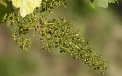 Loại quả thuộc nhóm "tốt nhất thế giới", hoá ra là quả quen thuộc bình dân ở Việt Nam, ở quê trồng bạt ngàn