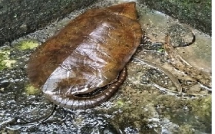 Nghe tiếng động lạ, người dân phát hiện loài vật quý hiếm tưởng như sắp tuyệt chủng: Nhiều người Việt hân hoan