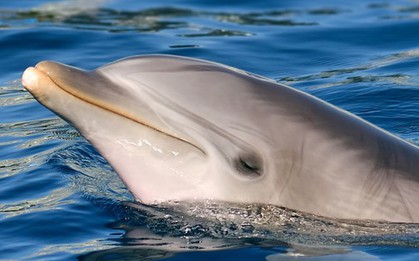 Cá heo mắc cạn, dấu hiệu của căn bệnh đáng sợ của con người