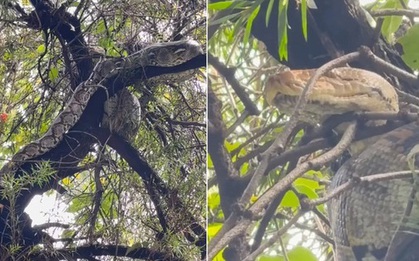 Nhìn lên cây, cảnh tượng nổi da gà khiến người ta bất ngờ