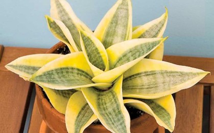 Người mệnh Thổ trồng 1 trong 4 loại cây này trong nhà: Tài lộc đổ về ào ào, tiền bạc hanh thông, gia đạo cũng yên ổn