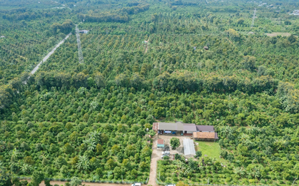 Người Tây Nguyên giàu có nhờ trồng ‘cây tiền tỷ’: Nơi trồng rất độc đáo