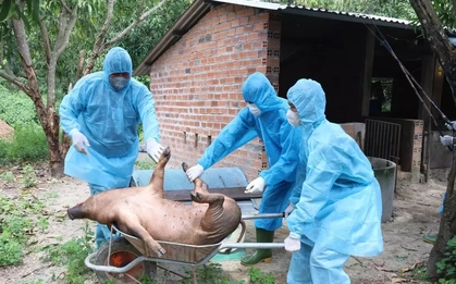 Khánh Hòa tiêu hủy hàng chục tấn lợn gà và khoanh vùng dập dịch kép