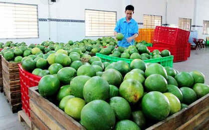 Sau Mỹ, Nhật, nay đến lượt Úc: Một loại quả Việt chinh phục thêm thị trường khó tính, người trồng thu tiền tỷ