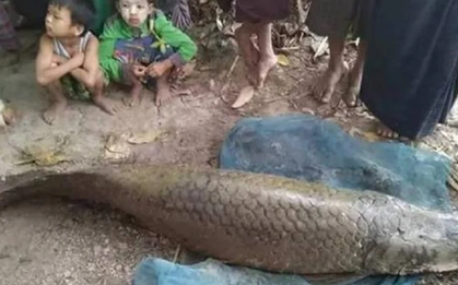 Người đàn ông bắt được cá hải tượng long dài 2m, giá 3,4 tỷ đồng trong ao chùa