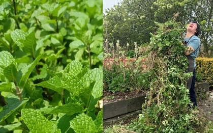 Đừng trồng 8 loại cây này trong nhà - tưởng đẹp mà hóa rước họa, ai từng trồng đều phải “hối hận muốn khóc”!