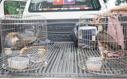 Chim lạ bay vào nhà, người dân Quảng Trị lập tức báo chính quyền - hóa ra là “báu vật” của rừng xanh