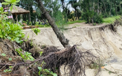 Sóng 'nuốt' đường bêtông, 'ngoạm' bật gốc phi lao, công phá bờ biển Hội An