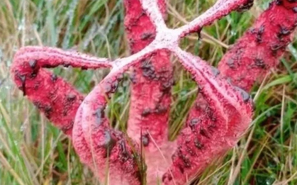 Đang đi dạo, người phụ nữ phát hiện ra thứ đáng sợ