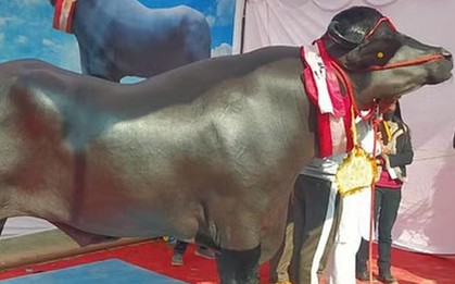 Người đàn ông sở hữu con trâu màu đen "khổng lồ", giá không dưới 65 tỷ đồng