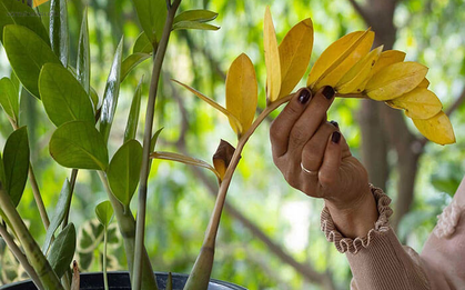 Tôi trồng cây kim tiền 8 năm, rồi buộc phải bỏ: Không phải vì độc ác, mà vì tôi không còn lựa chọn nào khác