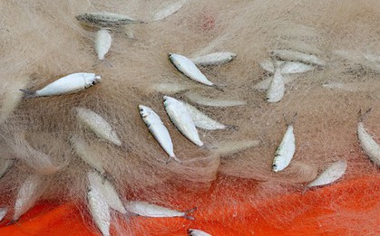 Việt Nam sở hữu 3 loại cá tốt nhất thế giới: Giá bình dân, chống ung thư, tăng cả tuổi thọ