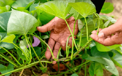 Loại rau Việt Nam từng coi là phế phẩm nuôi lợn, "bỗng" trở thành mặt hàng nhiều nước muốn mua, thu về tiền đô