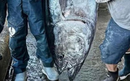 Câu được cá ngừ khổng lồ nặng 210kg, ngư dân liền bán với giá 70 triệu đồng