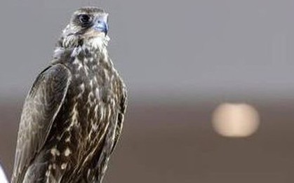 Con chim được bán với giá 4,5 tỷ đồng, đại gia vẫn xuống tiền mua