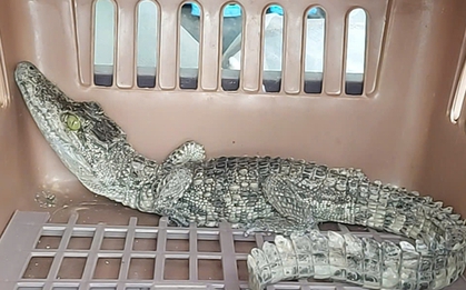Phát hiện cá sấu trong nhà dân ở TP HCM