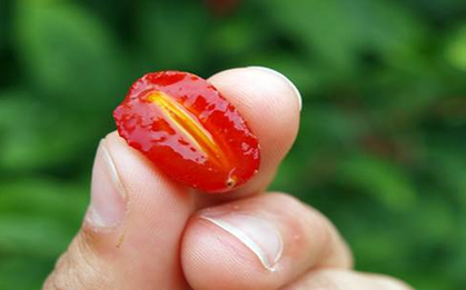 Loại cây ở Việt Nam trồng bạt ngàn, sang "trời tây" giá 3,5 triệu đồng/cây