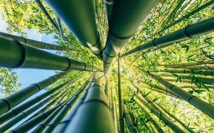 Phát minh "có thể thay đổi thế giới" của Trung Quốc: "Vàng" trong tre, chi 2.300 USD thu được 1 tấn