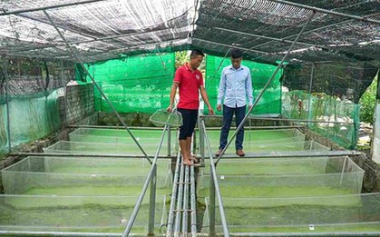 Anh nông dân nuôi con "hiền lành, mắn đẻ", nhẹ nhàng đút túi 2 tỷ đồng/năm