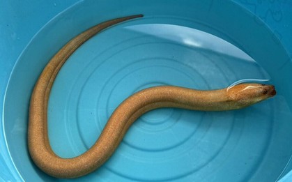 Đi đánh cá, ngư dân bắt được con lươn vàng quý hiếm