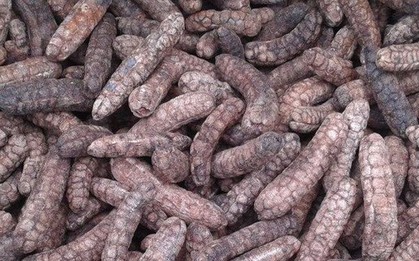 Loại quả xưa rụng đầy gốc nay thành đặc sản dân phố săn lùng, 150.000 đồng/kg