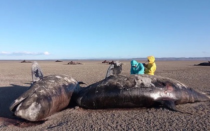 Hàng chục cá voi sát thủ chết bí ẩn bên bờ biển Argentina