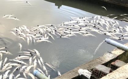 Cá tầm chết trắng hồ Măng Đen, người nuôi mất trắng 7,7 tỉ đồng