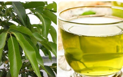 Nước lá vối tươi có tác dụng gì?