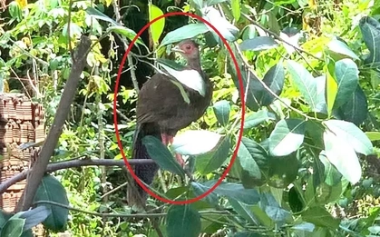 Thấy con vật có hình thù lạ trong vườn, không ngờ là loài trong Sách Đỏ