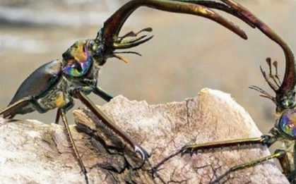 Loài côn trùng đắt đỏ nhất thế giới, giá hơn 2 tỷ đồng/con