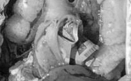 Mổ bụng cá, ngư dân sốc nặng khi phát hiện tiền mặt bên trong