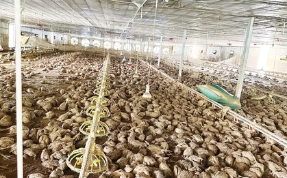 Lão nông bật khóc, chết lặng nhìn 22.000 con gà chết