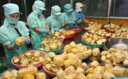 Loại quả quen thuộc của Việt Nam “gây sốt”: Có mặt ở 100 nước, doanh thu xuất khẩu 9 tháng tăng 114%