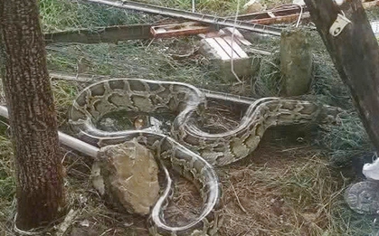 Trăn đất dài 3 m lạc vào khu dân cư ở TP Đà Nẵng