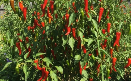 Loại gia vị mọc quanh nhà giúp cải thiện tim mạch