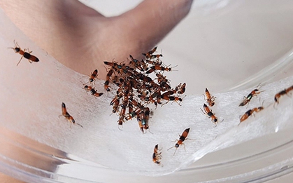 Cả nhà ngứa rát vì… kiến ba khoang, côn trùng dịp giao mùa