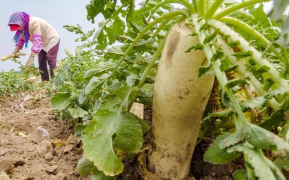 Tại sao không nên mua và ăn 5 loại củ cải này?