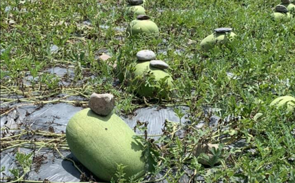 Bức ảnh ruộng dưa hấu được đặt những viên đá lên từng quả, nhiều người "há hốc miệng" khi biết công dụng "thần kỳ"