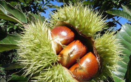 "Vua của trái cây khô" đang vào mùa, tốt ngang nhân sâm thuốc bổ, giá hơn 50.000 đồng/kg