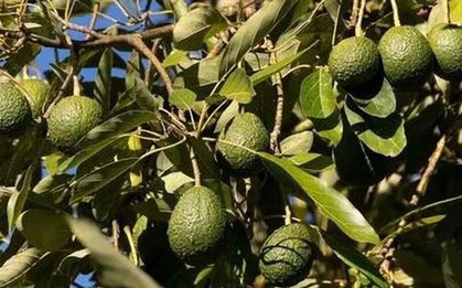 Loại quả được đánh giá "tốt nhất thế giới", ở chợ Việt vừa rẻ vừa nhiều
