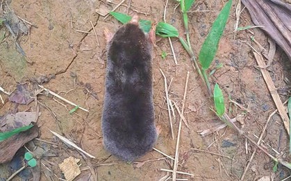 Phát hiện “kho báu sống” trên dãy Pù Luông: Loài động vật sống ngầm, hiếm gặp