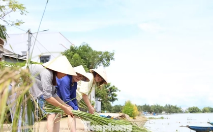 Khách Tây thích thú chẻ cói, dệt chiếu ở Hội An