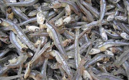 Loại cá được mệnh danh là "thức ăn cho cơm nhà nghèo", giá chỉ 10.000đ/kg, mình nhỏ nhưng cực nhiều chất