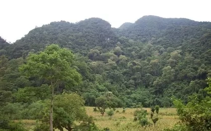 Nghi xuất hiện hổ trong rừng ở Phú Thọ