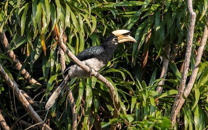 Khảo sát suốt nửa năm, phát hiện 27 "báu vật" lạ ở Vườn quốc gia Bái Tử Long: Một số cực quý hiếm, đang bên bờ tuyệt chủng