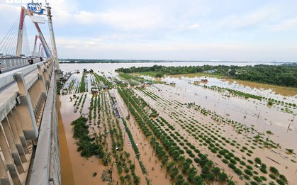 Nước sông Hồng dâng cao nhấn chìm vườn đào quất, nông dân Hà Nội lo mất Tết